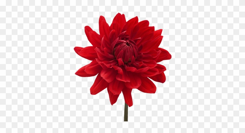 Flower With A White Background #1252788