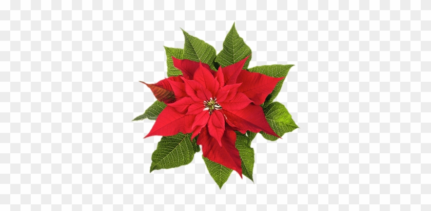 Poinsettia Top View - Christmas Poinsettia #1253152