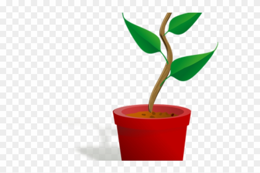 Potted Plants Clipart 3 Leaf - Getting To Know Plants #1253154