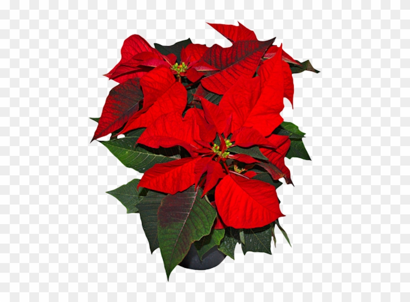 Withered Poinsettia #1253155