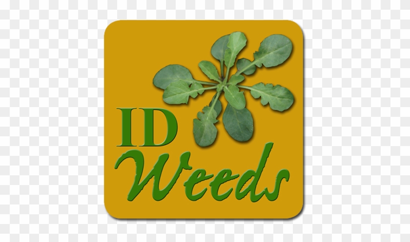 Weed Id Guide - Vegetable Garden Grass Weeds #1253156