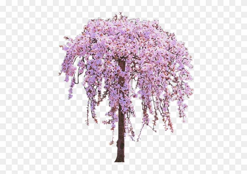 Wisteria Clipart Vine Tree - Weeping Cherry Tree Png #1254946