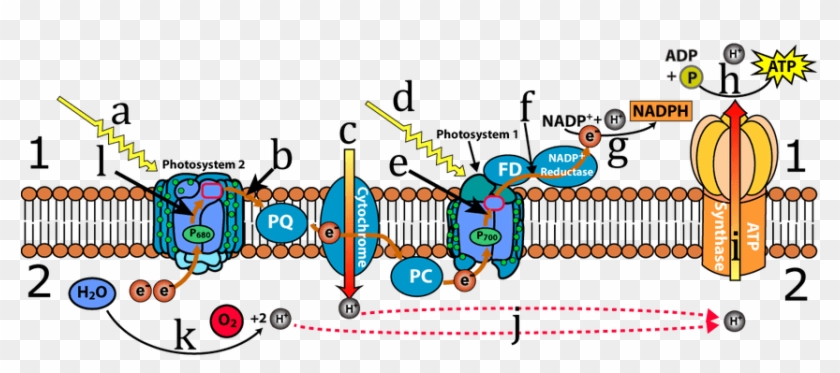Ap Bio Photosynthesis Light Reaction Flow Chart Elegant - Photosystem 1 And 2 #1256243