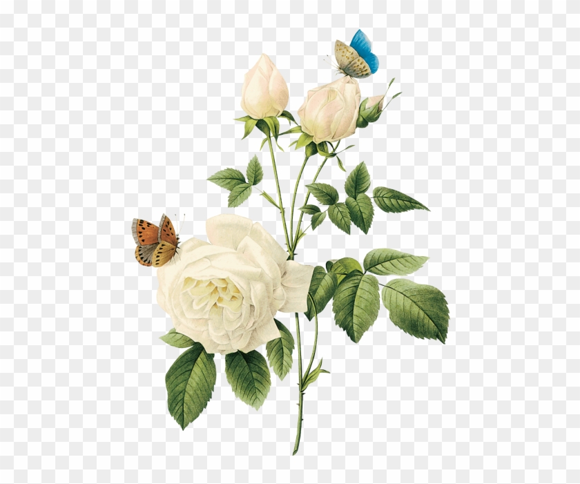 Free Png White Roses Png Images Transparent - White Vintage Flowers Png #1256636