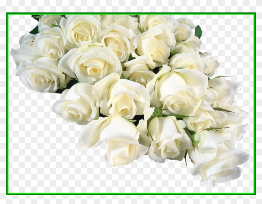Amazing White Roses Png Rozy For Lotus Hd Trends And - Frames #1256641