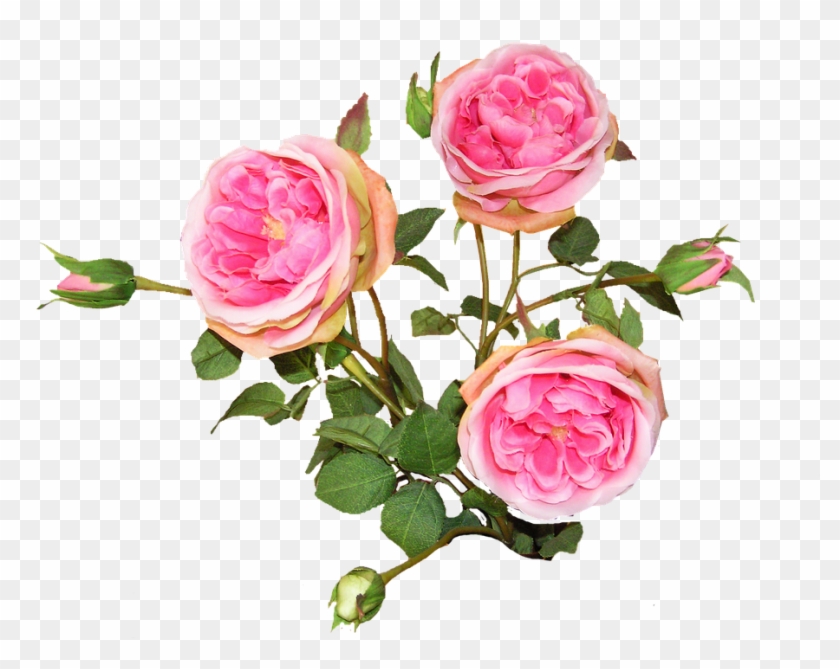 Roses, Silk, Pink, Bouquet - Hybrid Tea Rose #1256665