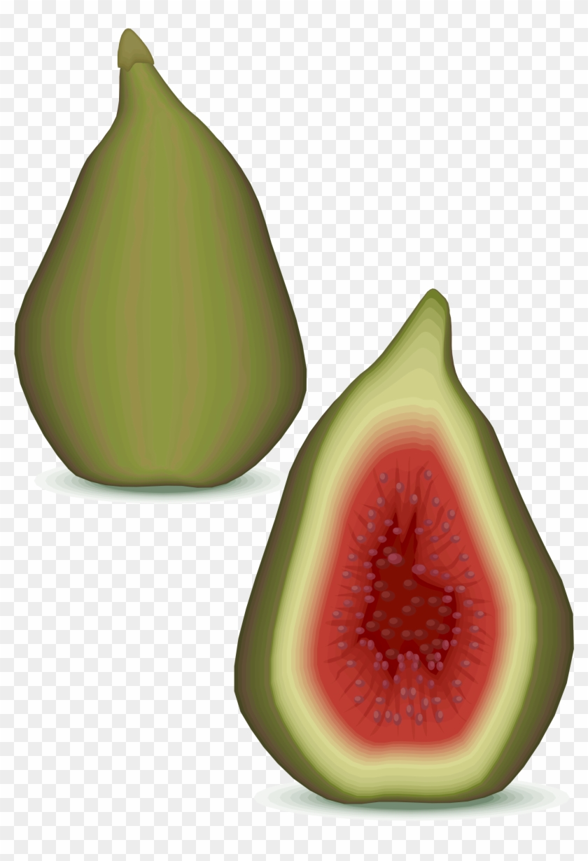Open - Common Fig #1256684