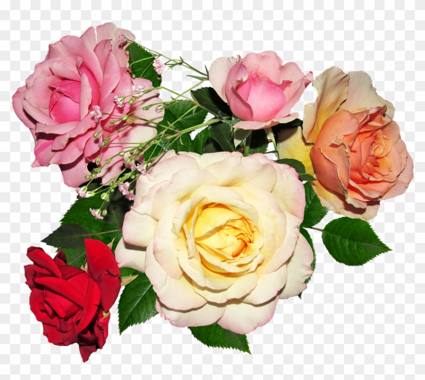 Rose, Flower, Petal, Bouquet, Love - Person #1256710