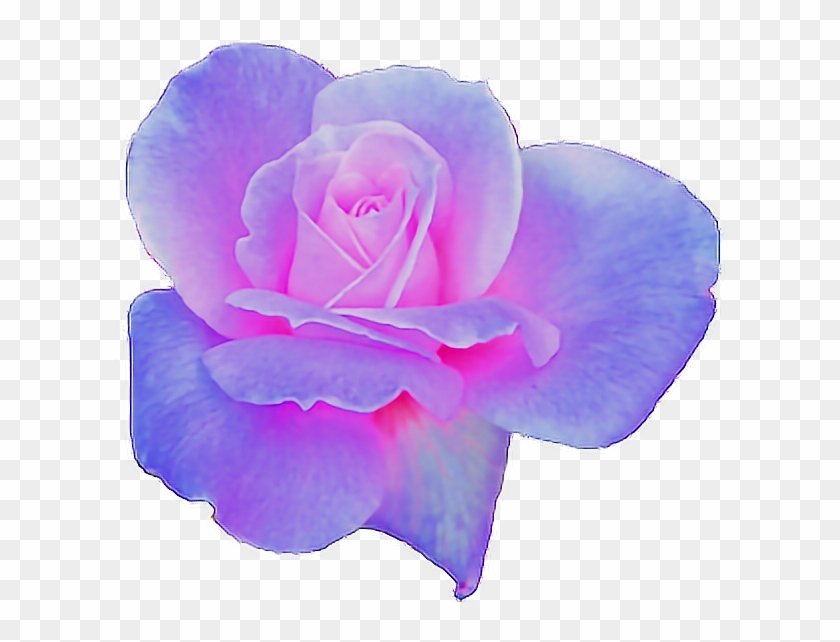 Rose Clipart Aesthetic - Flower Aesthetic Transparent #1256882