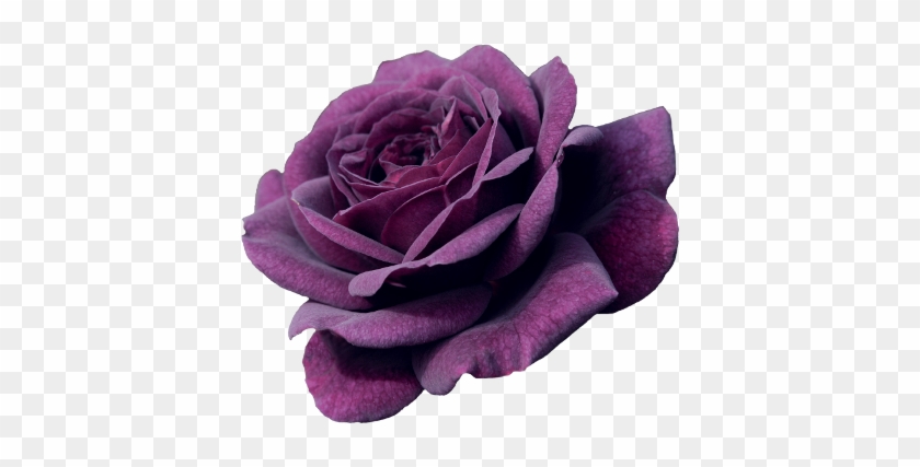 Free Purple Flower Crown Transparent - Purple Flower With No Background #1256936