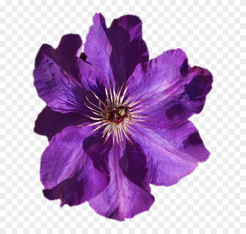 Clematis, Purple, Transparent, Isolated, Close, Flower - Transparent Flower #1256937