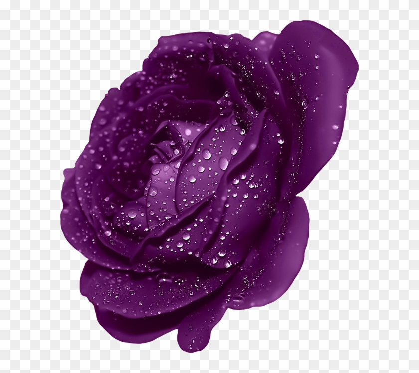 Purple Rose Clipart Blue Rose - Clip Art Purple Rose #1256945