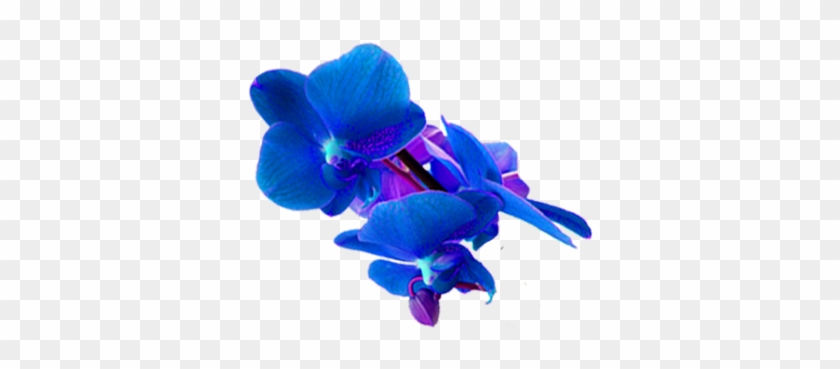 Biotec Redeemable Day - Blue Orchid Flower Png Hd #1256951