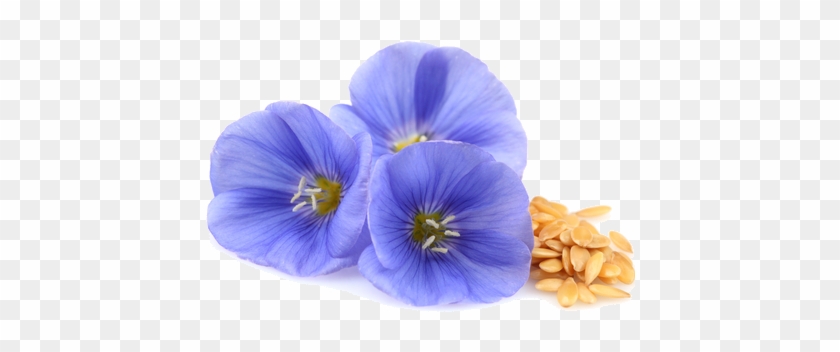 Flax Seed - Flower Flex Seed Png #1256952