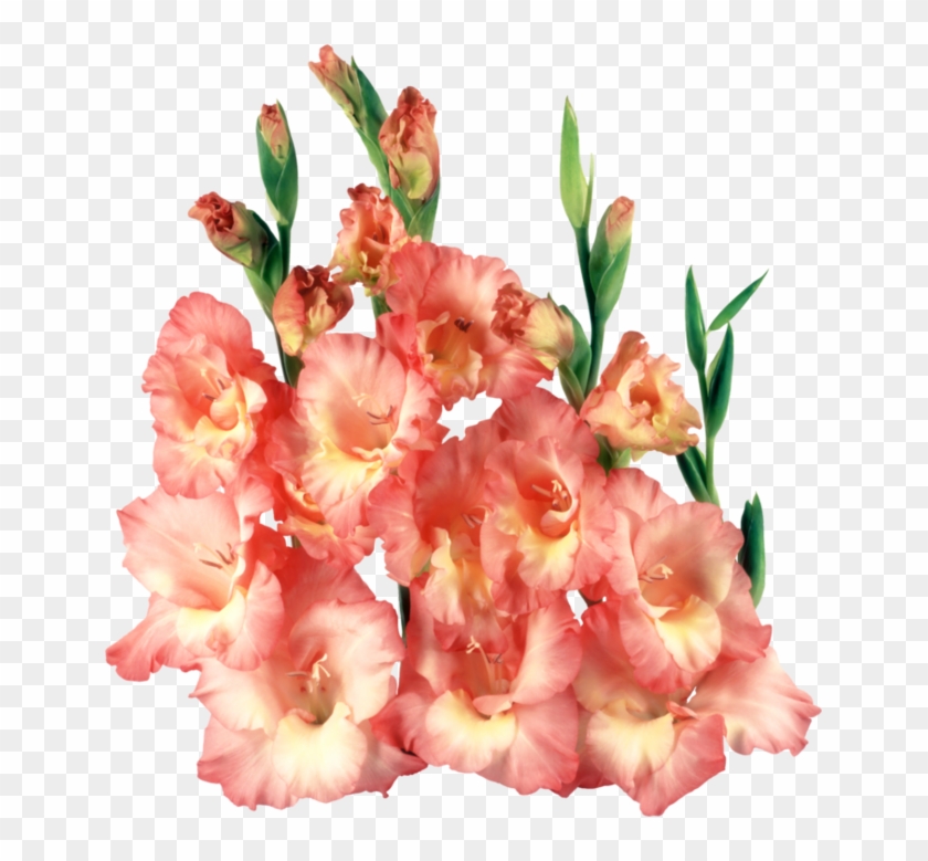 Portable Network Graphics Clip Art Gladiolus Liveinternet - Гладиолус Пнг #1256979