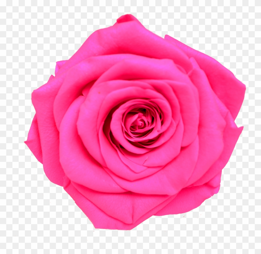Rosado Neon - Flores Rosa Neon Png #1257024