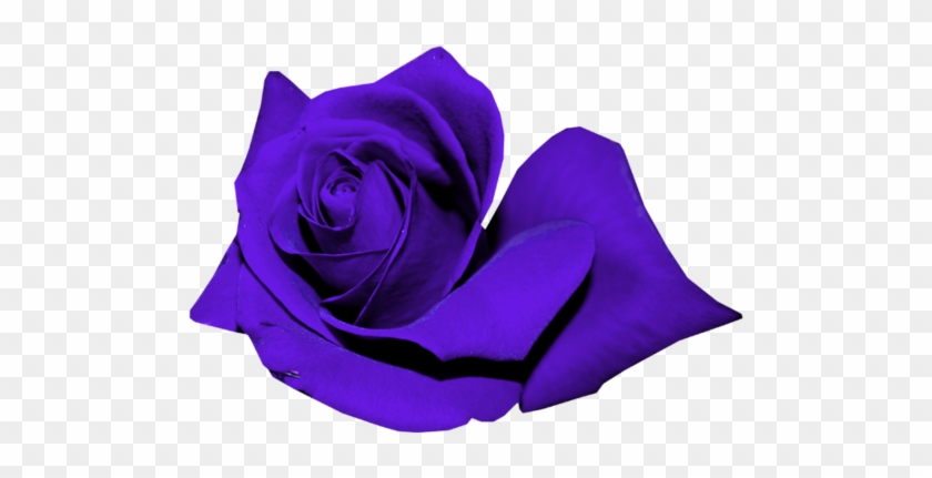 Roses - Garden Roses #1257038