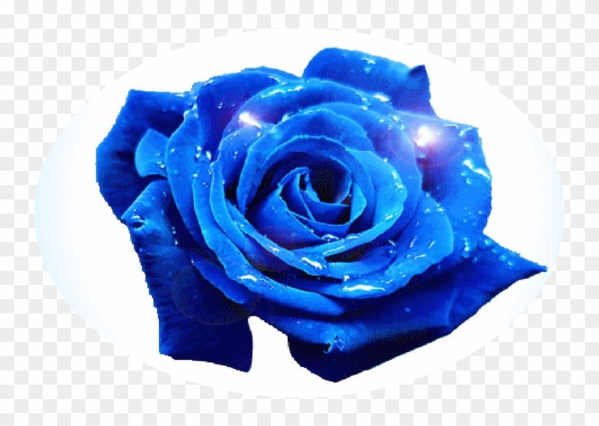 Blue Rose #1257043