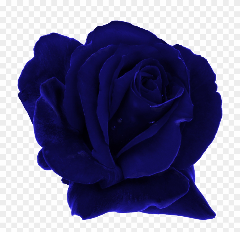 Garden Roses Blue Rose Rosaceae Dew - Rose Family #1257049