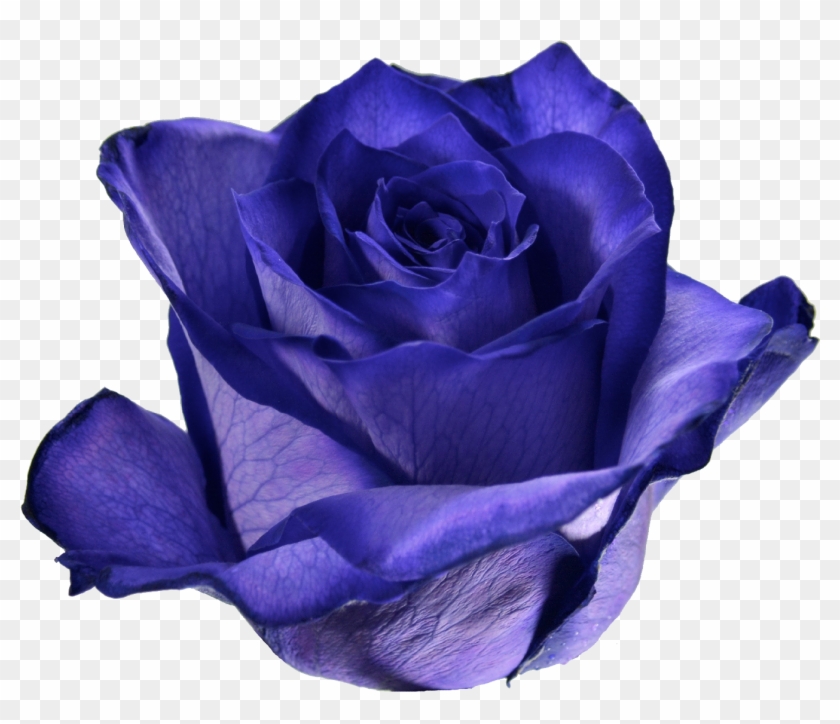 08 Ultraviolet - Garden Roses #1257063