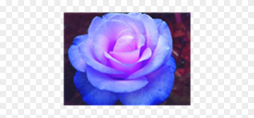 Blue Roses For You Berni Yorkshire Rose 20050887 - Roses Stifling Remorse Flower #1257073