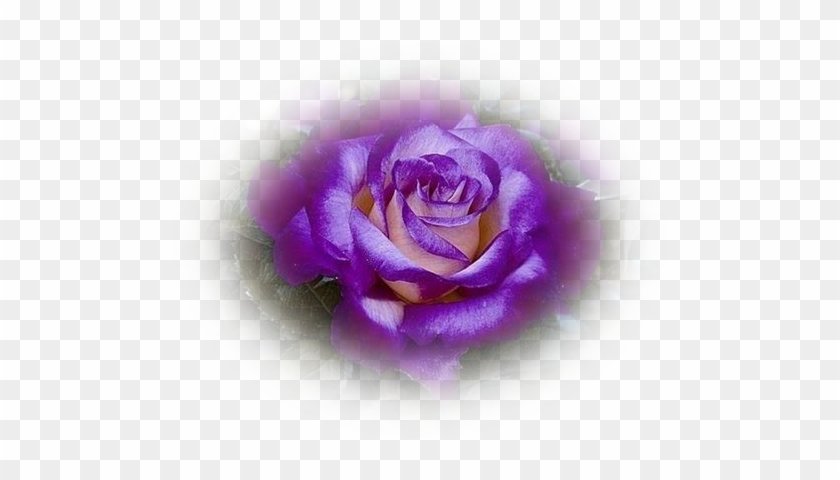 Tubes Roses - Dick Clark Grandiflora Rose #1257081