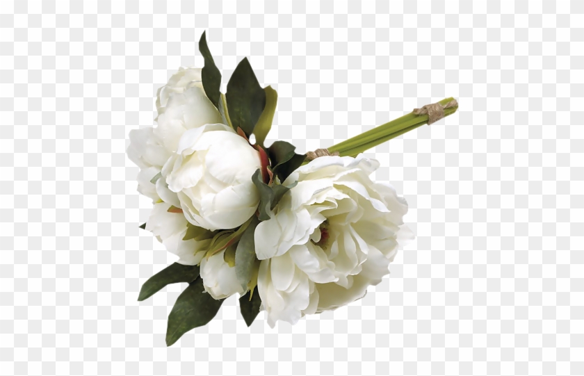 White Peonies - Newborn Angels #1257246