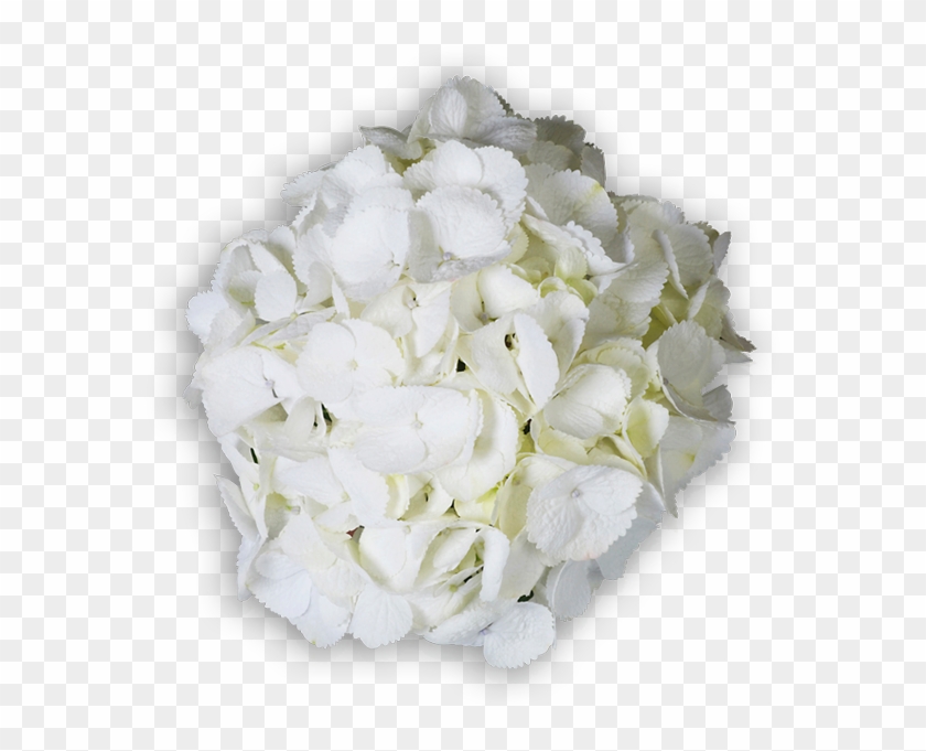 Hydrangea Cut Flowers Floral Design Flower Bouquet - Bouquet #1257277