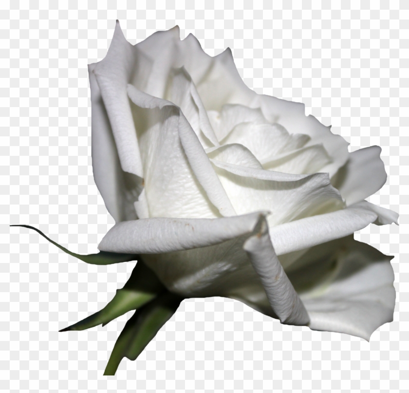 White Rose 01 Png By Thy Darkest Hour - White Rose 01 Png By Thy Darkest Hour #1257482