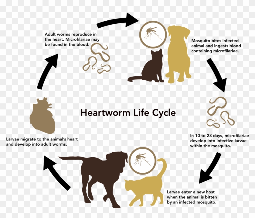Where Image Result For Heart Worm Life Cycle - Life Cycle Of A Heartworm #1257666