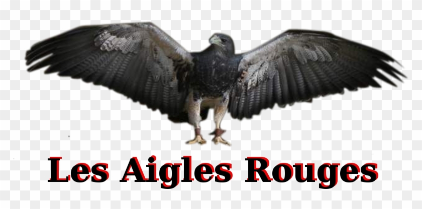 Les Aigles Rouges Index Du Forum - Red-tailed Hawk #1257800