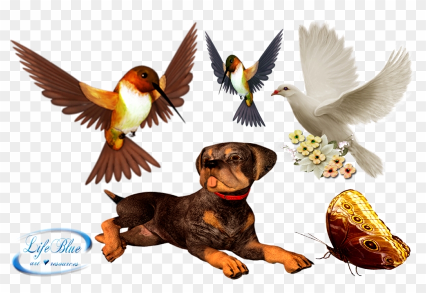 Png By Lifeblue - Clip Art #1257883