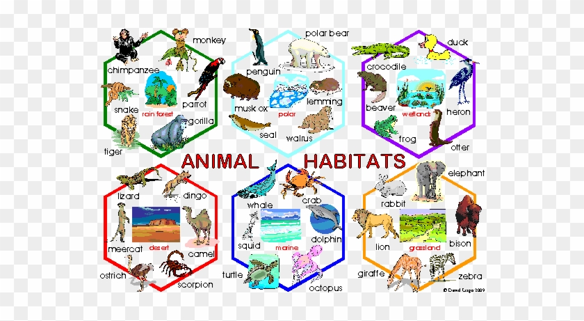 Animal Habitats - Habitat De Los Animales #1257917