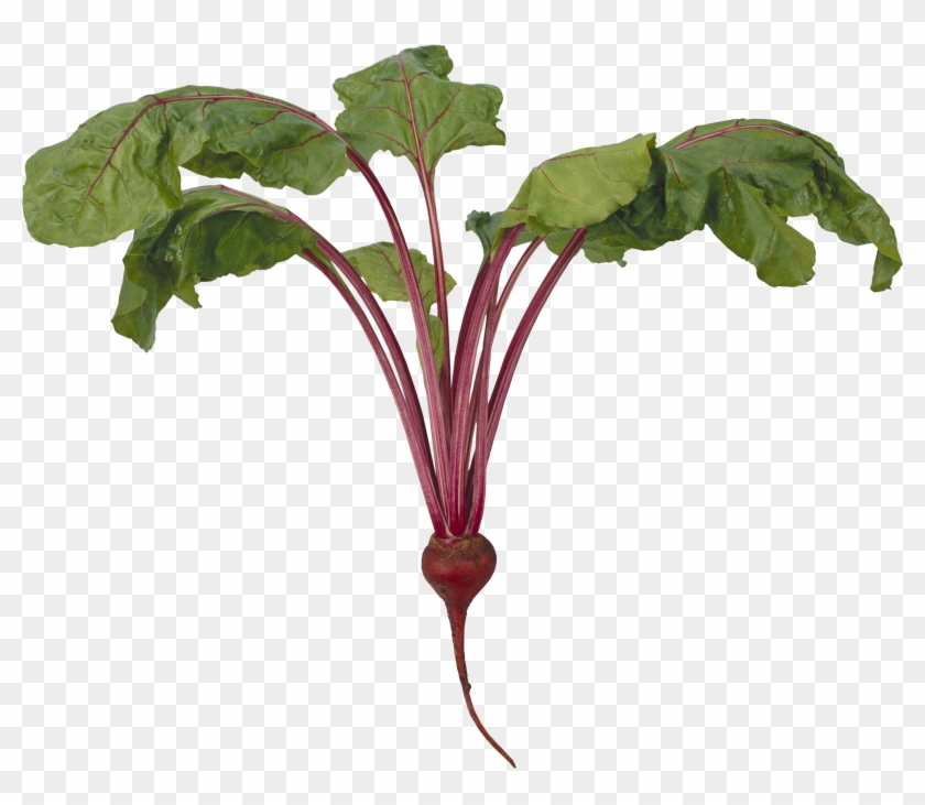Beet Png - Beet Plant Png #1257979