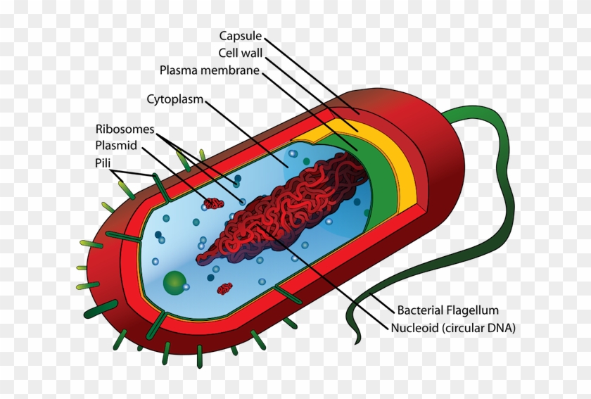 This Generalised Diagram Of A Bacterium Shows The Hair-like - Prokaryotic Cell Diagram #1258995