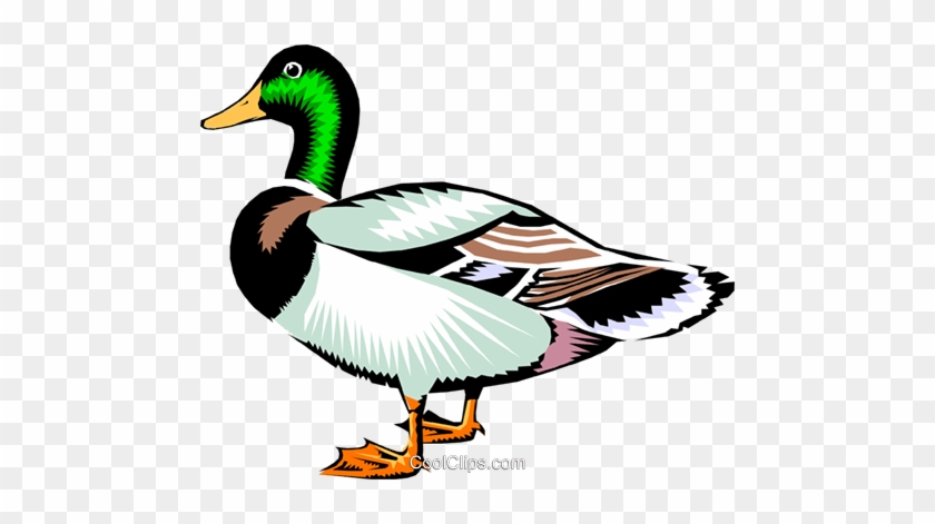 Mallard Clipart - Mallard Duck Clipart #1260119