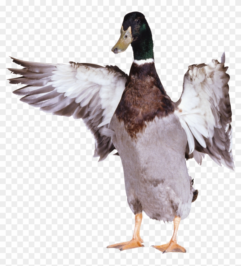 Duck Png #1260278