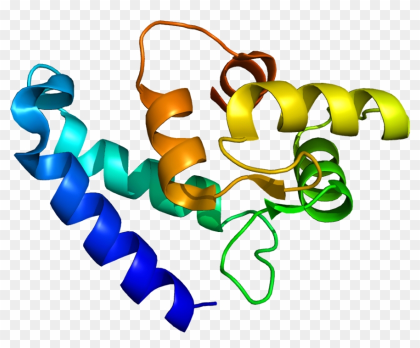 Iba 1 Protein #1260643
