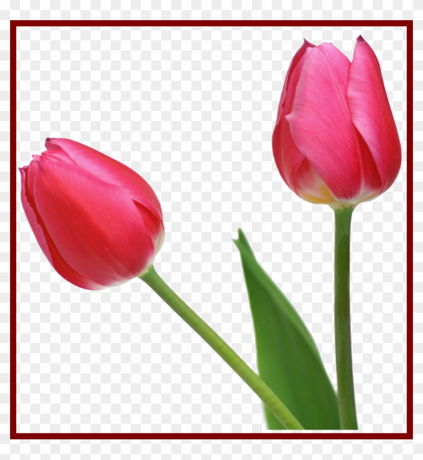 Red Rose Petals Red Rose Petals Transparent Marvelous - Tulip Png #1260749