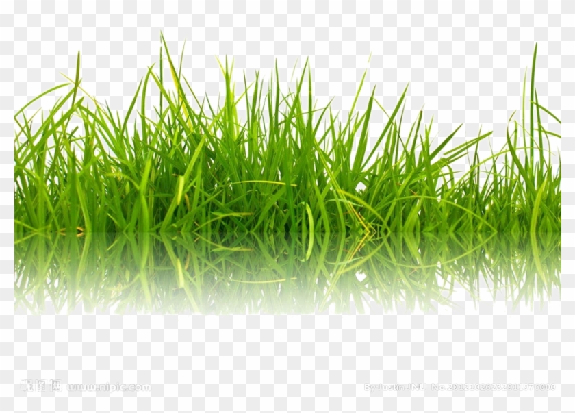 Stock Photography Green Shutterstock - Meet The Bugs [book] #1260786