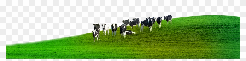 Animal Husbandry - Free Transparent PNG Clipart Images Download Animal Husbandry - Free Transparent PNG Clipart Images Download