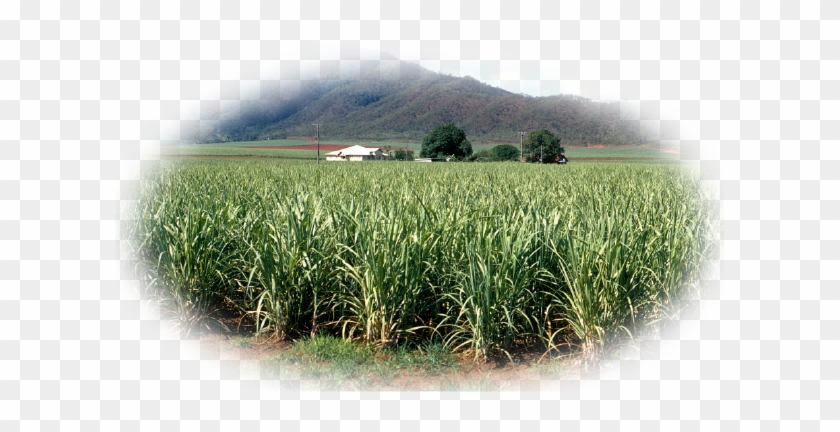 Pro-alcohol For Foundation Of Crops And Distilleries - Queensland #1260860