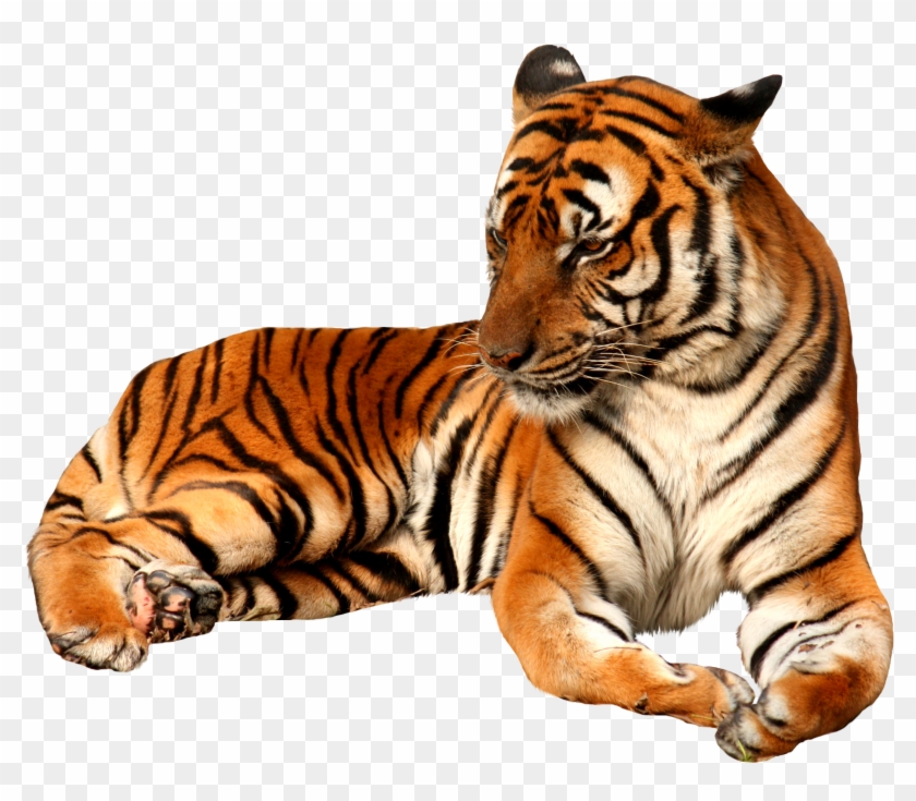 Volkswagen Transparent Png Sticker - Tiger Png #1261566