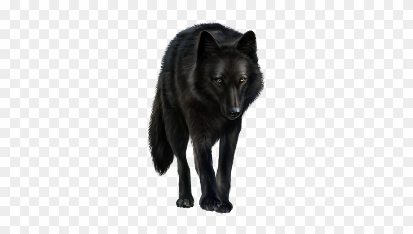 Loup - Gray Wolf #1261648