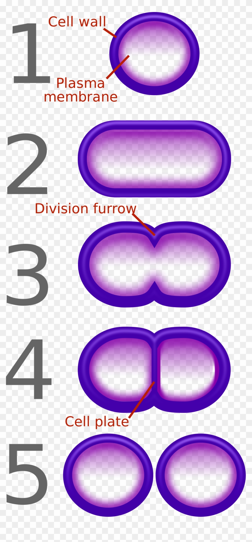 Open - 5 Steps Of Binary Fission #1262046
