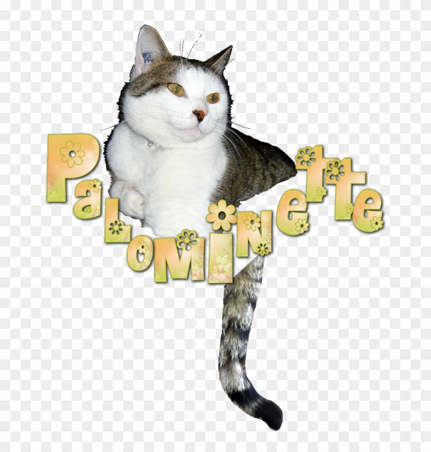 Cartes Pour Mon Anniversaire - Domestic Short-haired Cat #1263058
