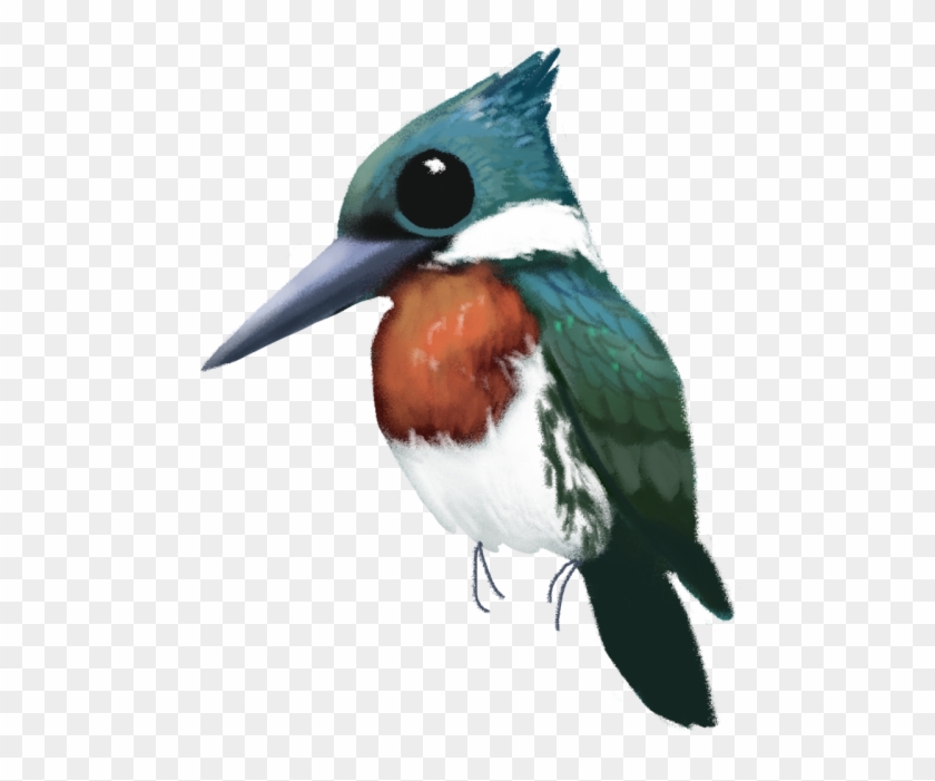 Bird Kingfisher Coraciiformes Illustration Birblr - Jacamar #1263834