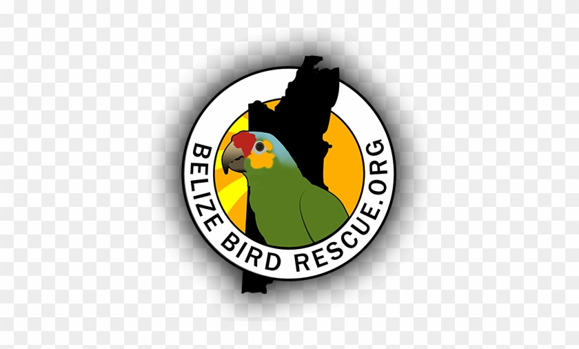Community Img Belize Bird Rescue Logo - Belize Bird Rescue #1263883