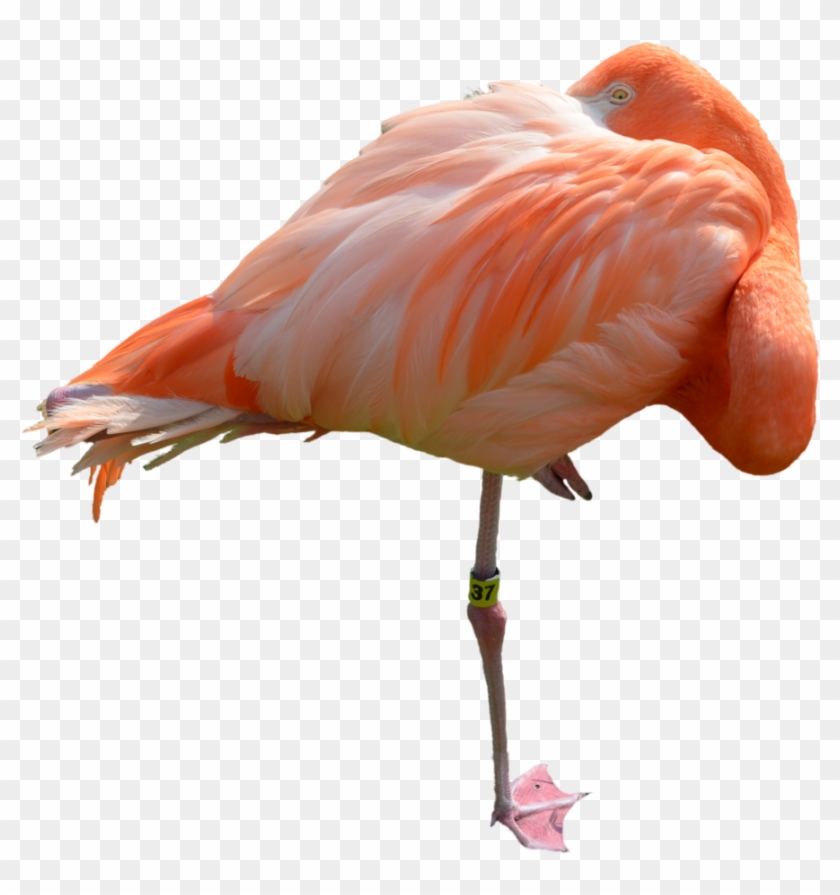 Sleeping Flamingo Stock 0411 Png By Annamae22 - Flamingo Sleeping Png #1263990