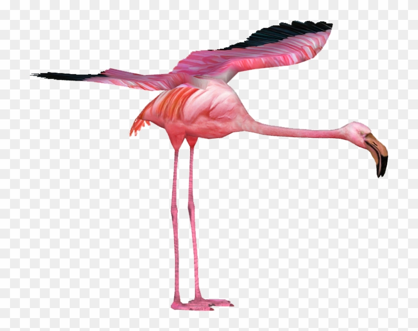 Giant Flamingo 2 - Wiki #1263995